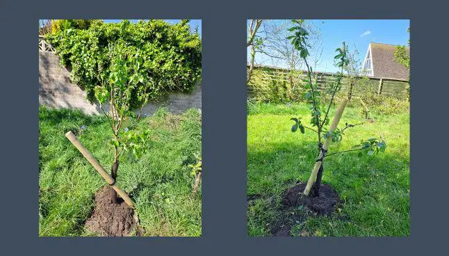 Fruit tree planting works carried out on Lindale Gardens.