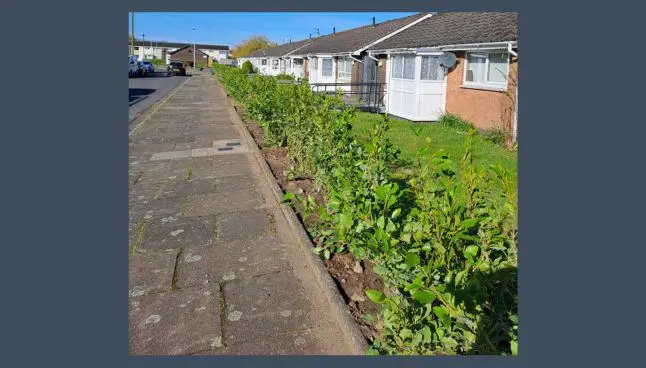 Newly planted hedges outside the bungalows at Lostock Gardens