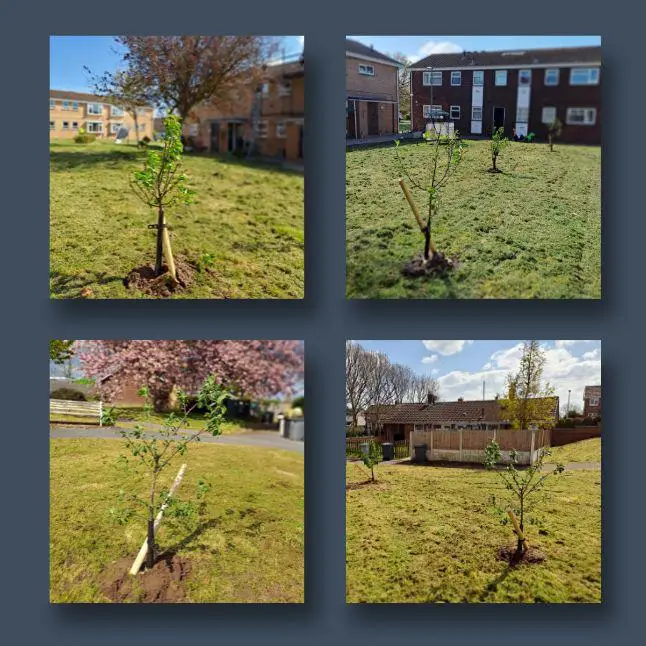 Tree planting works 