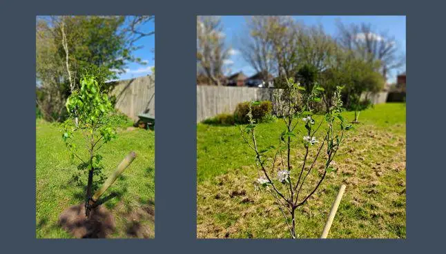 Newly planted fruit trees at Washington Court