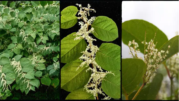 3 images of Japanese knotweed